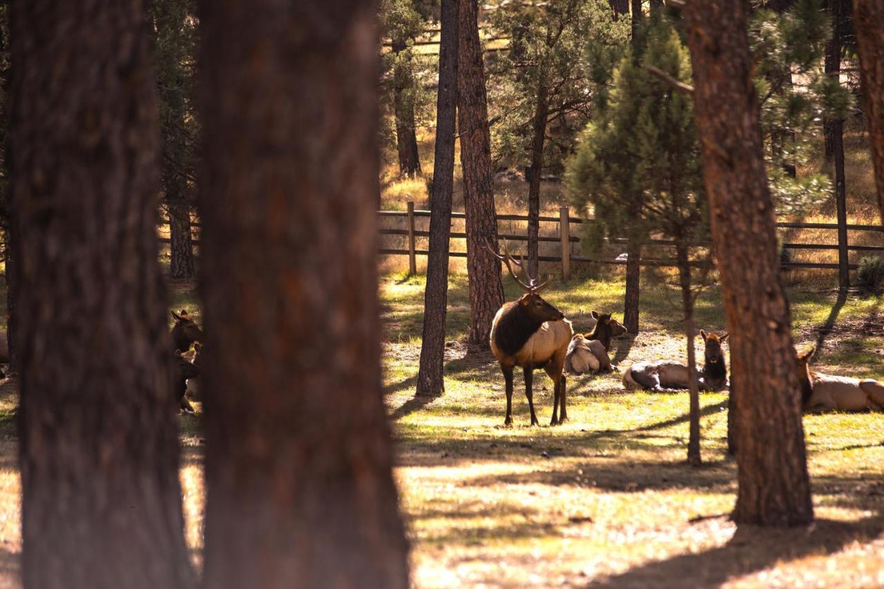 Huge Ruidoso Retreat With Game Room, Pool, 2 Balconies, 2 Kitchens - Sleeps 17! Экстерьер фото